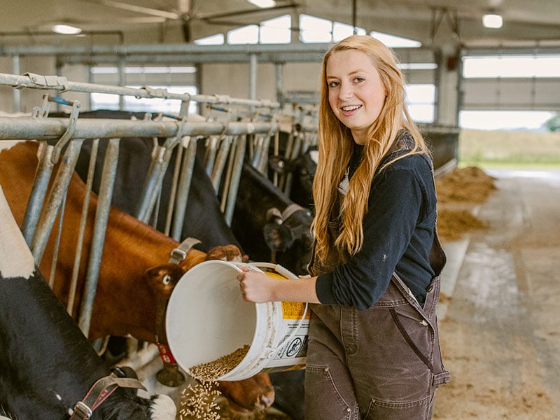 Woman feeding cows at West Port Dairy Co.